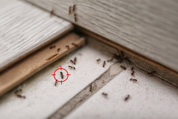 Best Pest Prevention Services  in Crimora, VA
