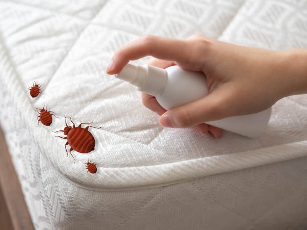 Best Spider Control Near Me  in Crimora, VA
