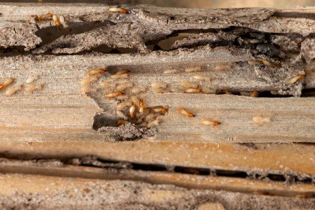 Best Flea Control Services  in Crimora, VA