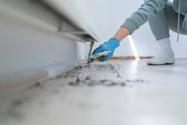 Best Termite Control Services  in Crimora, VA